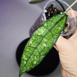 Hoya clemensiorum long leaf splash