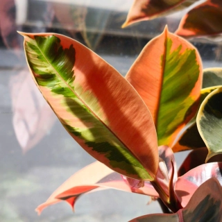 Ficus elastica robusta Belize