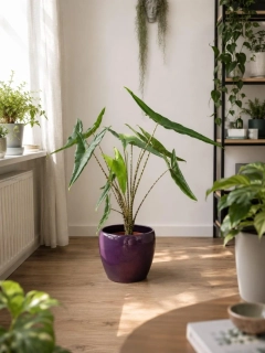 Alocasia zebrina Tigrina superba