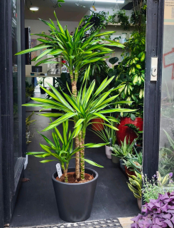 Dracaena Rikki XL