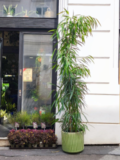 Ficus binnendijkii Alii XXXL