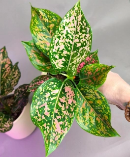 Aglaonema commutatum Schott
