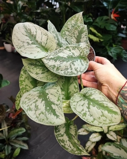 Scindapsus pictus Trebie Exotika