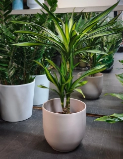 Dracaena Rikki