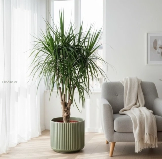 Dracaena marginata