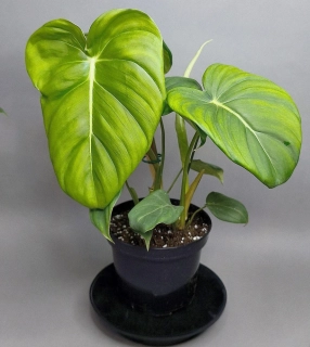 Philodendron Pastazanum