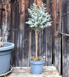 Eucalyptus gunnii AZURA
