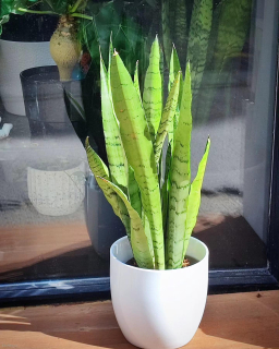Sansevieria Zeylanika