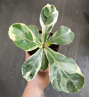 Ficus Lyrata Variegata