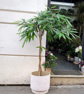Ficus binnendjikii Amstel King XL