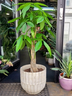 Pachira aquatica XL