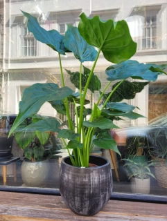 Alocasia Cucullata