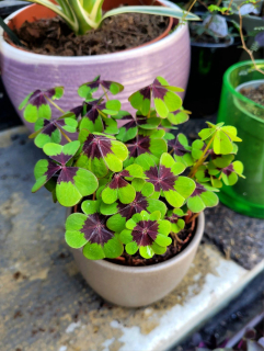 Oxalis deppei Geluk Engels