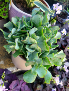 Crassula “Curly Green”