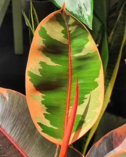 Ficus elastica robusta Belize