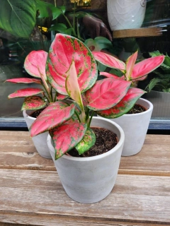 Aglaonema Lucky Red