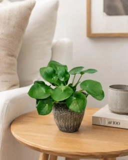 Pilea peperomioides