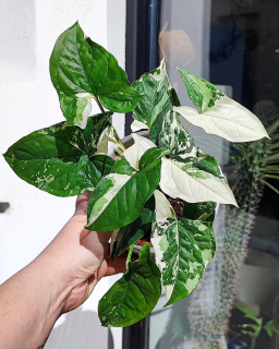Syngonium Albo Variegata