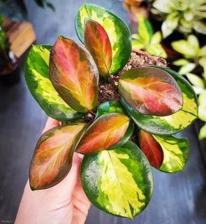Hoya australis Lisa 