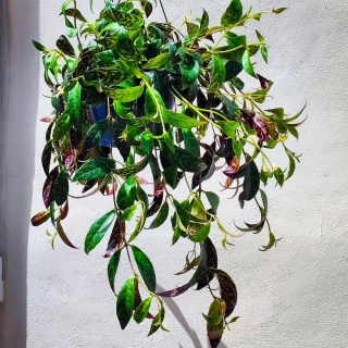 Aeschynanthus marmoratus řízek k zakořenění