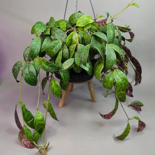 Aeschynanthus marmoratus XXL