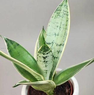 Sansevieria Silver star