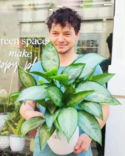 Aglaonema commutatum Green Lady XL