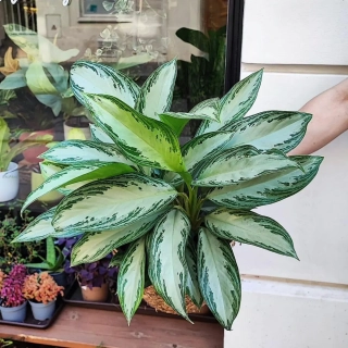 Aglaonema commutatum silver Bay XL