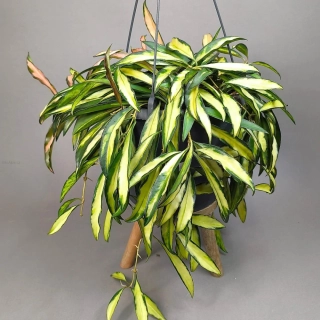 Hoya Wayeti tricolor 