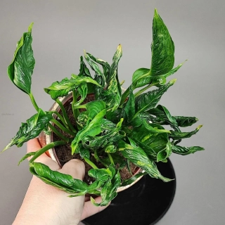 Epipremnum aureum Shangri-La ”"Godzilla"