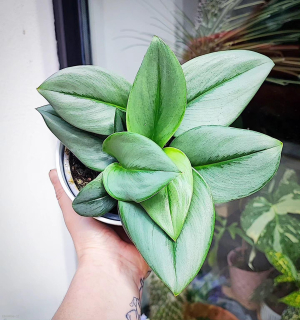 Scindapsus Treubii Moonlight
