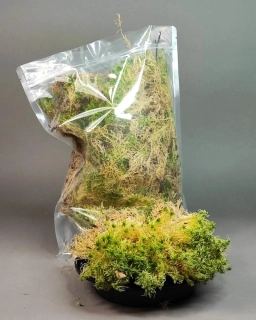 Rašeliník kostrbatý..Sphagnum squarrosum.