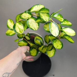 Hoya australis Lisa 