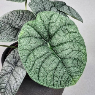 Alocasia Melo
