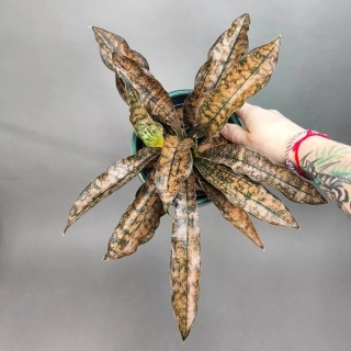 Sansevieria Star Cany Gra