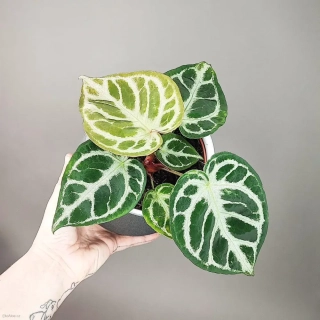 Anthurium silver Blush