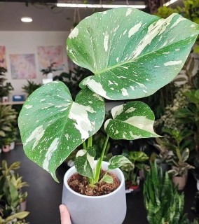 Monstera Deliciosa Thai constellation M size