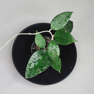 Hoya parasitica 'Black Margin'   Zakořeněný řízek v květináči o průměru 9cm