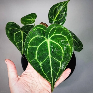 Anthurium clarinervum