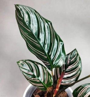 Calathea sanderiana