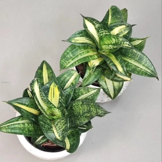 Sansevieria Hahnii Spiral Star