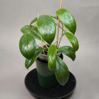 Hoya Macgregorii