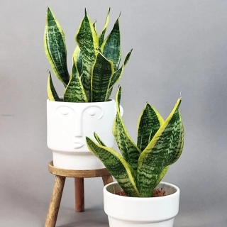 Sansevieria Futura Superba
