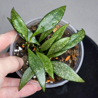 Hoya Parviflora Splash