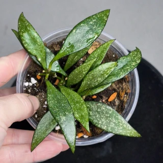 Hoya Parviflora Splash