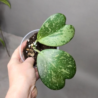 Hoya kerrii Splash