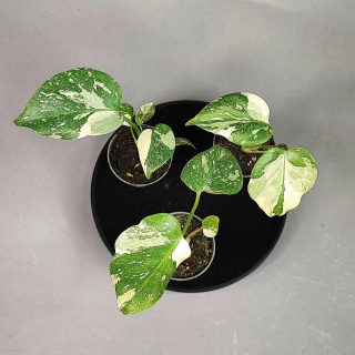 Monstera Deliciosa Thai constellation baby