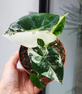 Alocasia Frydek Variegata