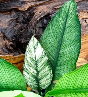 Spathiphyllum Sensation Variegated