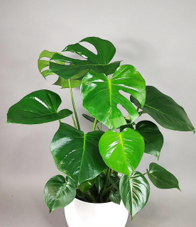 Monstera deliciosa
